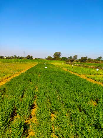 chattisgarh Sampling Image